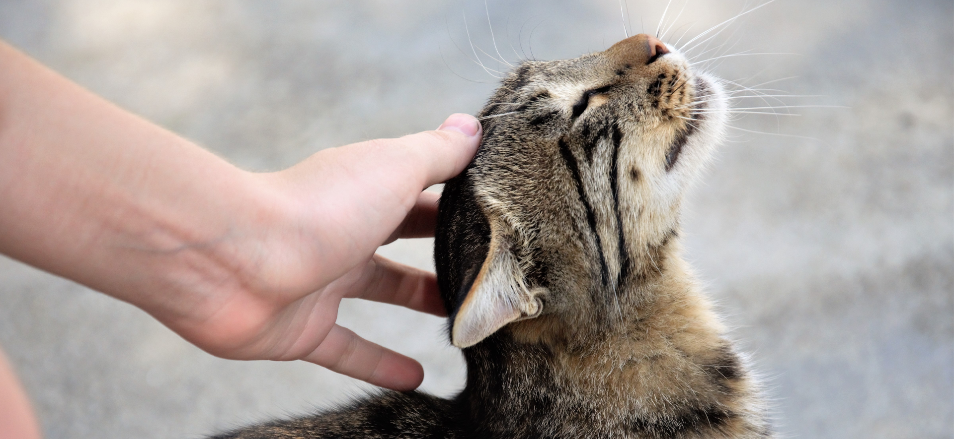 los gatos se deprimen si están solos